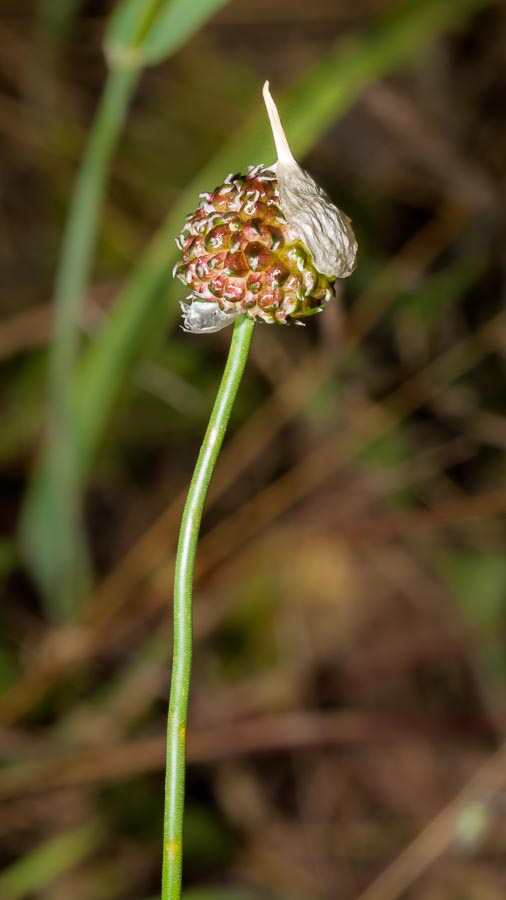 Allium vineale